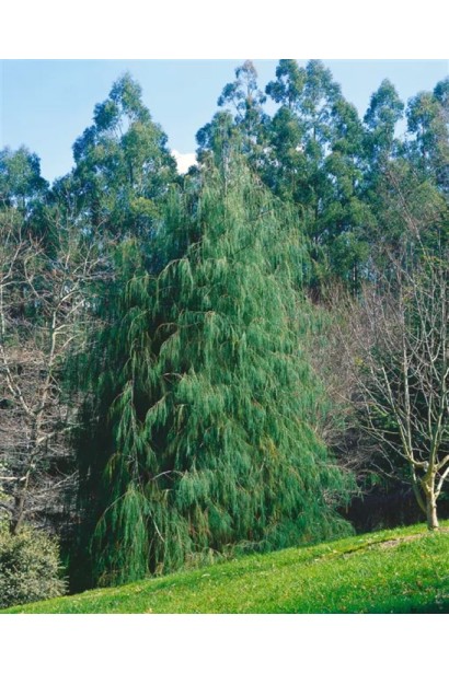 Кипарисовик Імбріката Пендула